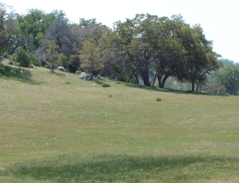 A field on the outskirts of a teen camp