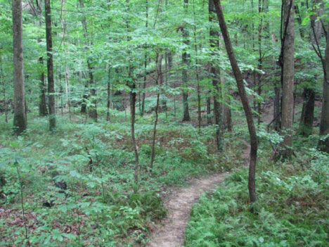 A well-worn foot-path through green woods.