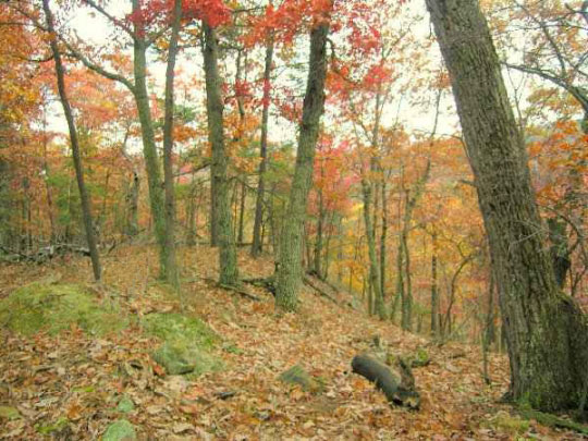 A wooded hill-top in fall.