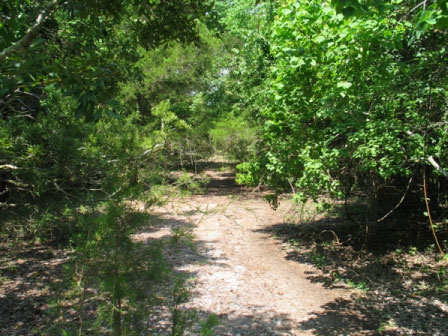 An abandoned road in the woods, with encroaching foliage.