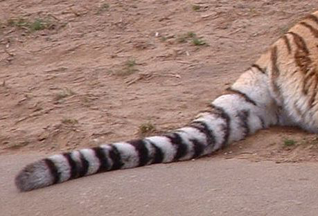 A tiger's tail